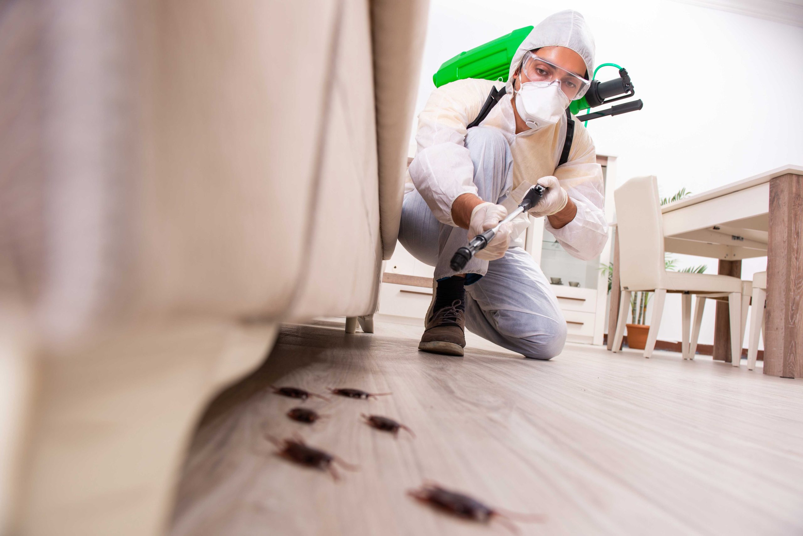 Pest-Control experts in Salt Lake City specializing in prevention and eradication of various pests. Don't let pests damage your property and endanger your health.